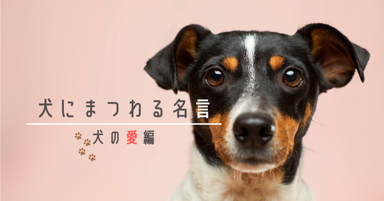 犬にまつわる名言【犬の愛編・5選】